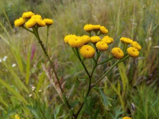 The influence of tansy for worm infestations